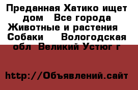 Преданная Хатико ищет дом - Все города Животные и растения » Собаки   . Вологодская обл.,Великий Устюг г.